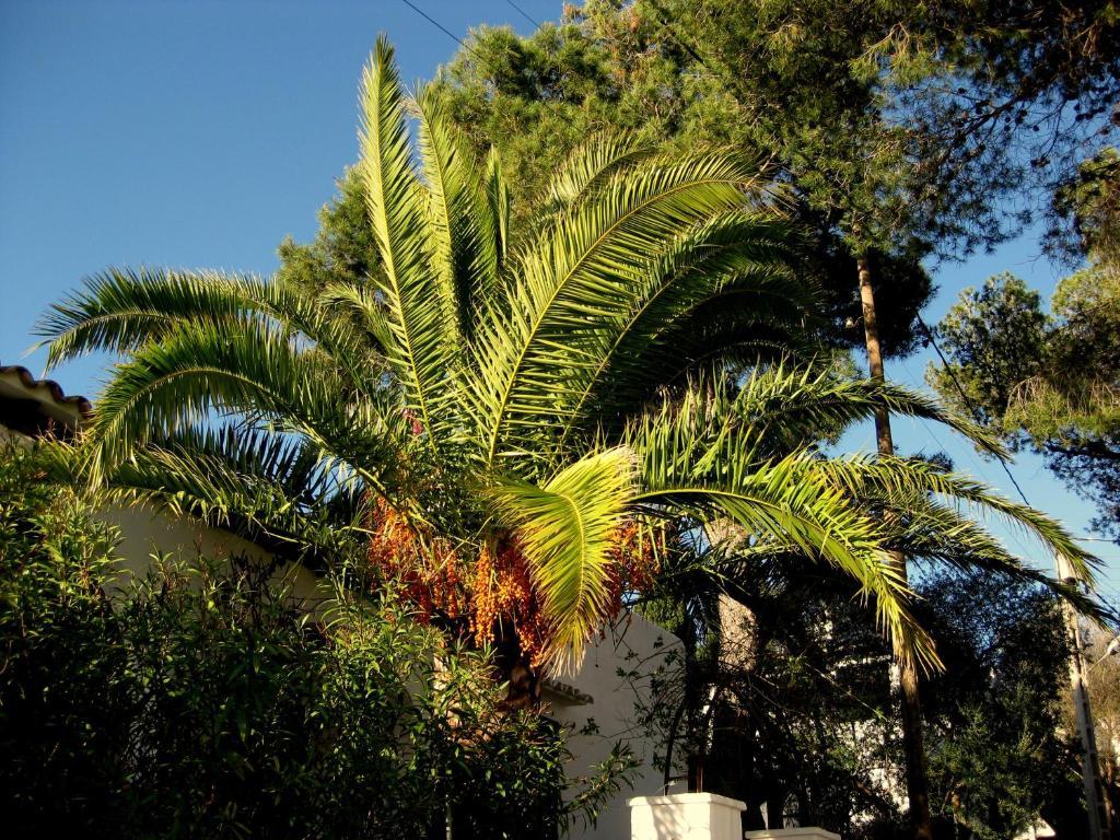 Casa Ceiba Maria Hotel Cala d'Or  Exterior photo